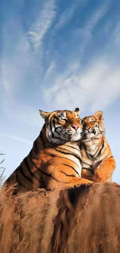 two large tigers sitting on top of a dry grass covered hill under a blue sky