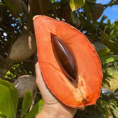 a person holding up a half eaten papaya