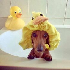 a dachshund in a bathtub with a ducky hat on it's head