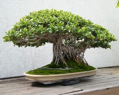 a bonsai tree with green moss growing on it