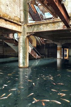 many fish are swimming in the water under an overpass