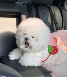 a white dog sitting in the back seat of a car with its tongue hanging out