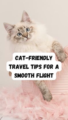 Planning a trip with your feline friend? Make it a smooth experience with these must-know tips for traveling with your cat. From choosing the right carrier to keeping your cat calm on the road or in the air, this guide has everything you need. Perfect for cat parents who love to explore! Click for expert advice and recommended products. #TravelWithPets #CatTravelTips #PetTravelEssentials #CatLovers #StressFreeTravel #PetParentLife Cat Tips, Cat Parents, Tips For Traveling, Cat Parenting, Planning A Trip, Cat Supplies, Cat Friendly