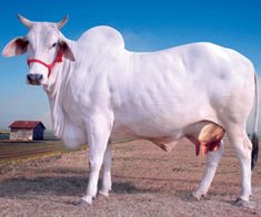 a large white cow standing on top of a dry grass field