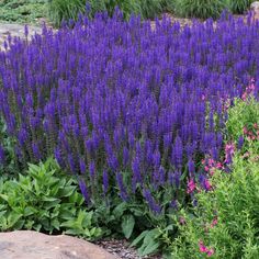 purple flowers and green plants in a garden