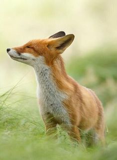 a small red fox standing in the grass