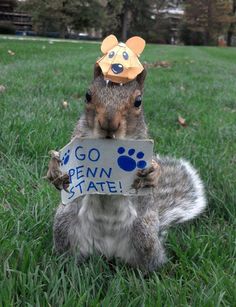 a squirrel with a sign that says go penn state on it's face, sitting in the grass