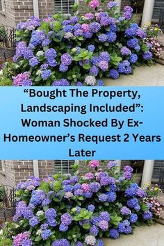 Property Landscaping, Propagating Hydrangeas, Summer Phone Cases, Hydrangea Bush, Make A Person, Spring Recipes, Moving Out, Fall Hair Colors, Green Space