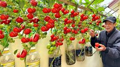 a man standing next to a row of hanging tomatoes