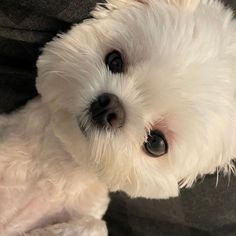 a small white dog laying on top of a couch