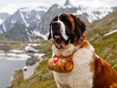 two dogs standing next to each other on top of a grass covered field with mountains in the background