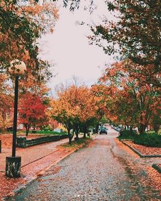 an empty street lined with lots of trees and leaves on the ground in front of a lamp post