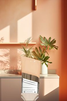 a plant is sitting on top of a cabinet