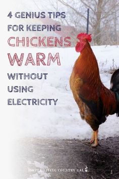 a chicken standing in the snow with text overlay reading 4 genius tips for keeping chickens warm without using electricity