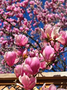 pink flowers blooming on the branches of a tree in front of a blue sky