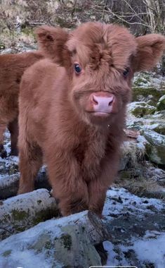 a small brown cow standing on top of snow covered ground