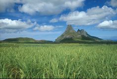 the mountains are in the distance with green grass