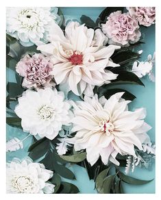 white and pink flowers with green leaves on a blue background