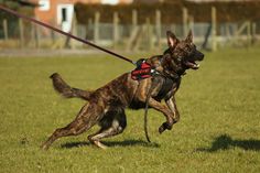 a dog running in the grass with a leash attached to it's back legs