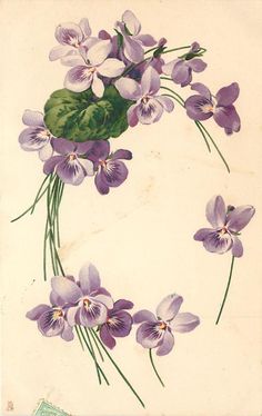 an illustration of purple flowers with green leaves