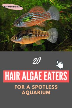 Here is a 20 Best Algae-Eating Fish Aquarium Algae, Ghost Shrimp, Amano Shrimp, Red Cherry Shrimp, Aquatic Environment, Cherry Shrimp, Eating Fish