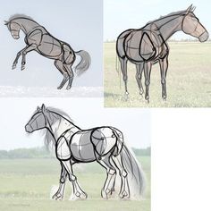 three pictures of horses in different stages of being drawn, then using the same drawing technique