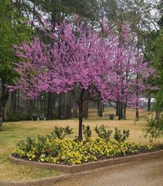 a purple tree in the middle of a park with yellow flowers and trees around it