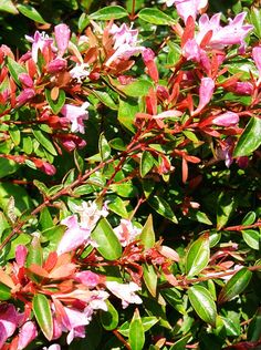 pink and white flowers are blooming on the bush