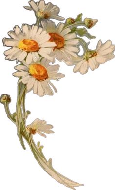 an image of some daisies on a white background