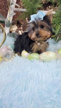 a small dog sitting on top of a fluffy blue blanket next to an apple tree