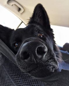 a black dog sitting in the back seat of a car with its head sticking out