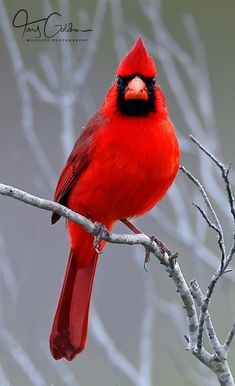 a red bird sitting on top of a tree branch next to a leafless tree