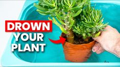 a hand is holding a potted plant with the words drown your plant on it