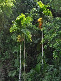 three tall palm trees in the middle of a lush green forest filled with lots of leaves