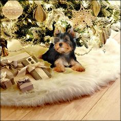 a small black and brown dog sitting on top of a white rug next to a christmas tree