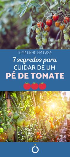 tomatoes growing in the garden with text overlay that reads 7 segredos para cuidar de um pe de tomate