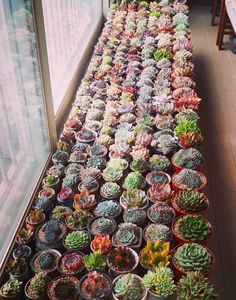 many potted plants are lined up in front of a window