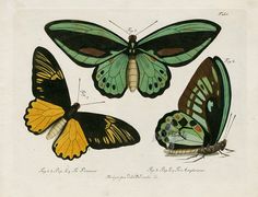 three butterflies with different colored wings and markings on their backs, from the top to the bottom