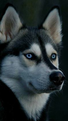 siberian husky breed working dog raised people valued Tattoo Ideas Dog, Dog Tattoo Ideas, Wallpaper Dog, Tattoo Dog, Beautiful Dog Breeds, Aesthetic Dog, Dog Aesthetic