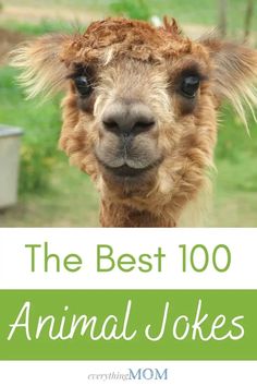 an alpaca with the words, the best 100 animal jokes on it's face