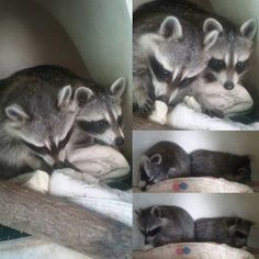 three pictures of baby raccoons cuddling on top of each other in a crib