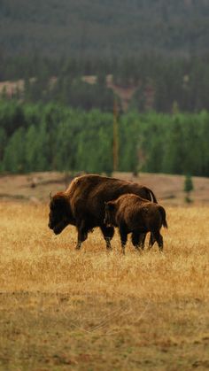 two bison are walking through the dry grass