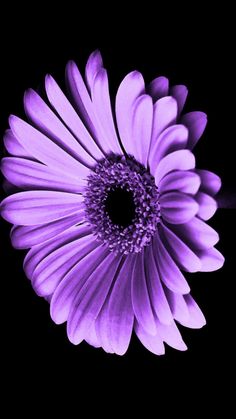 a purple flower on a black background