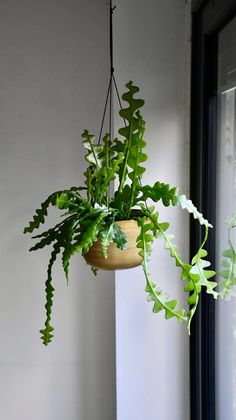 a potted plant hanging from the side of a window