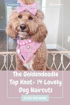 the goldendoodle top knot + 11 lovely dog haircuts click for more