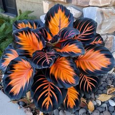 a plant with orange and black leaves on it next to some rocks in front of a house