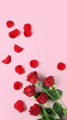 several red roses on a pink background with drops of water falling from the petals to the floor