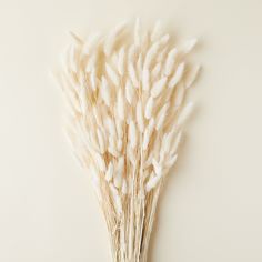 some white flowers are on the wall in front of a light colored background with room for text