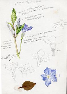 some blue flowers and leaves on a piece of white paper with writing underneath the image