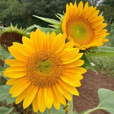 two large sunflowers in a field with trees in the background